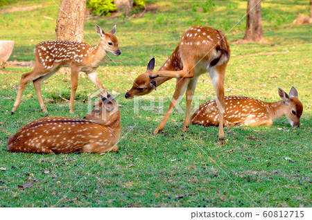 Sika Deer Sika Deer 60812715