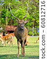 Sika Deer 60812716
