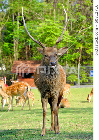 Sika Deer 60812716