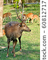 Sika Deer 60812717