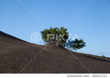 Lonely tree in front of the blue sky 60812721
