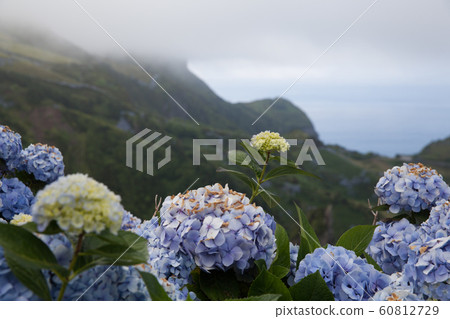 Field of hydrangeas, Flores, Azores Field of hydrangeas, Flores, Azores 60812729