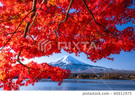 “山梨縣”日本的秋/富士山和秋葉 “山梨縣”日本的秋/富士山和秋葉 60812975