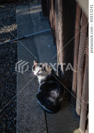 A cat in the sun A cat in the sun 60813241