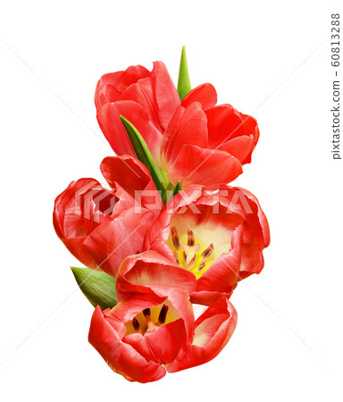 Red tulips in a floral spring arrangement Red tulips in a floral spring arrangement 60813288