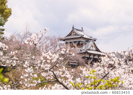 Koriyama Castle Ruins and Sakura Nara's famous cherry blossoms Spring Nara sightseeing Koriyama Castle Ruins and Sakura Nara's famous cherry blossoms Spring Nara sightseeing 60813433