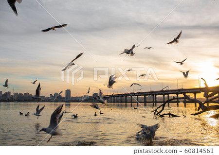 A flock of seagulls on the banks of the city 60814561