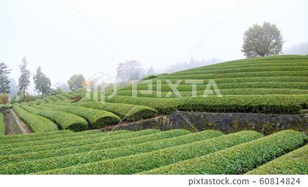 茶園（秋天） 60814824