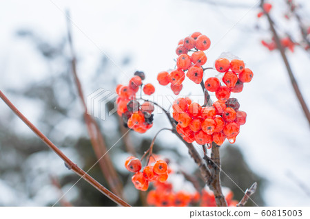 Winter branch with red rowan berries a Winter branch with red rowan berries a 60815003