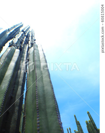 <Mexico> Tiotihuacan cactus <Mexico> Tiotihuacan cactus 60815004