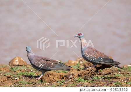 speckled pigeon Ethiopia, Africa wildlife speckled pigeon Ethiopia, Africa wildlife 60815332