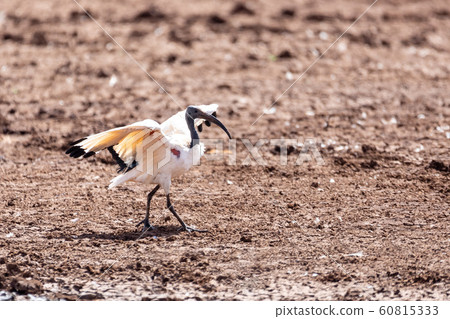 bird African Sacred Ibis, Ethiopia safari wildlife bird African Sacred Ibis, Ethiopia safari wildlife 60815333