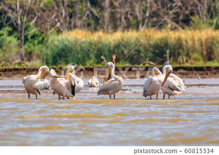 Great White Pelicans, Ethiopia, Africa wildlife Great White Pelicans, Ethiopia, Africa wildlife 60815334