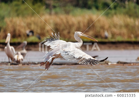 Great White Pelicans, Ethiopia, Africa wildlife Great White Pelicans, Ethiopia, Africa wildlife 60815335