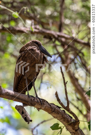 water bird Hamerkop Ethiopia Africa wildlife 60815337