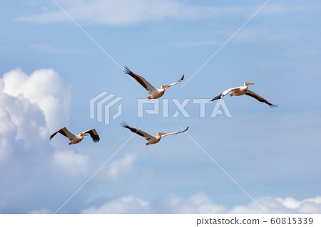 Great White Pelicans, Ethiopia, Africa wildlife 60815339