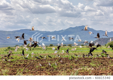 Flying flock of bird, Ethiopia Africa wildlife Flying flock of bird, Ethiopia Africa wildlife 60815340