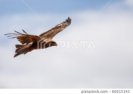 Black kite flying, Ethiopia safari wildlife 60815343