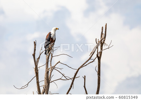 African Fish Eagle Ethiopia Africa wildlife African Fish Eagle Ethiopia Africa wildlife 60815349