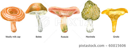 Watercolor collection of mushrooms. 60815606