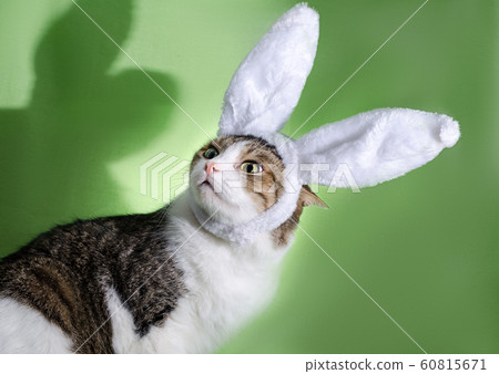 tabby cat in rabbit ears was frightened by the shadow tabby cat in rabbit ears was frightened by the shadow 60815671