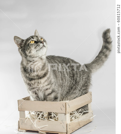 yellow eyed gray tabby cat looks up from a wooden box with packing shavings yellow eyed gray tabby cat looks up from a wooden box with packing shavings 60815712