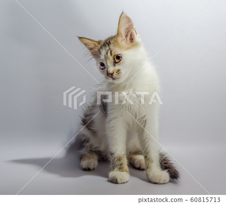 white yellow eyed spotted kitten sits on a light background looks with disbelief and surprise white yellow eyed spotted kitten sits on a light background looks with disbelief and surprise 60815713