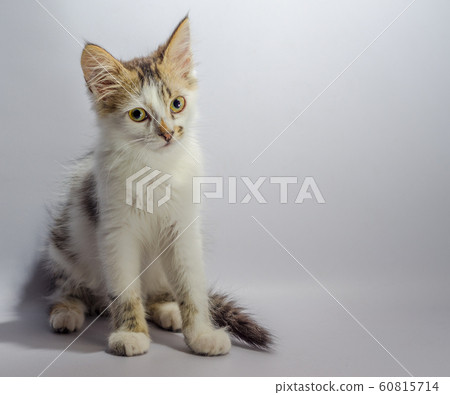 white yellow eyed spotted kitten sits on a light grey background looks with disbelief and reproach white yellow eyed spotted kitten sits on a light grey background looks with disbelief and reproach 60815714