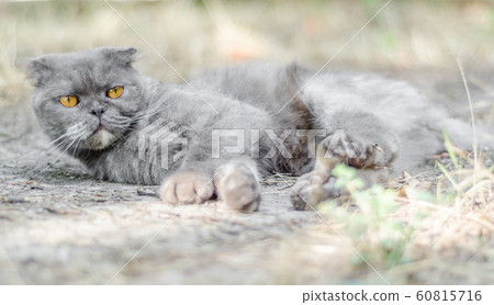 yellow eyed gray cat Scottish fold lies in the dry grass 60815716