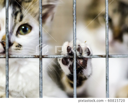 cat paw on the cage and kittens in blur cat paw on the cage and kittens in blur 60815720