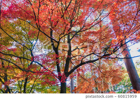 Autumn leaves: Maple Ina City Autumn leaves: Maple Ina City 60815959