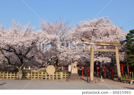 櫻花在京都阮王Oo神社 60815993