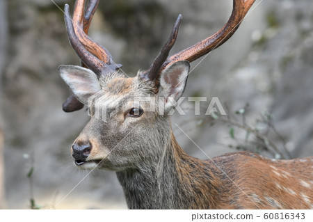 梅花鹿7 60816343