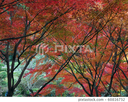 東山植物園景觀 60816732