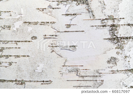 Birch bark in full frame, texture, natural background Birch bark in full frame, texture, natural background 60817097