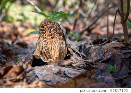 Early spring edible mushroom Verpa Bohemica grows in the forest 60817103