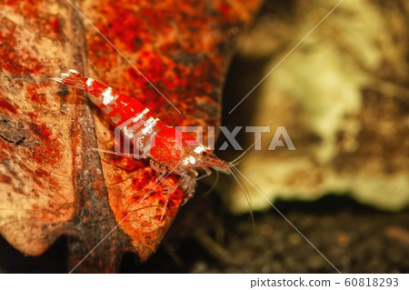 Red crystal shrimp (Caridina cantonensis) in 60818293