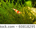 Red crystal shrimp (Caridina cantonensis) in 60818295