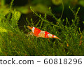 Red crystal shrimp (Caridina cantonensis) in 60818296