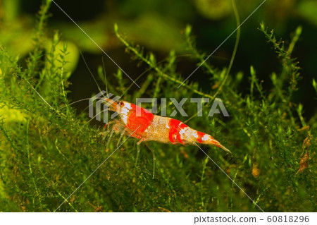 Red crystal shrimp (Caridina cantonensis) in Red crystal shrimp (Caridina cantonensis) in 60818296