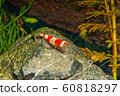 Red crystal shrimp (Caridina cantonensis) in 60818297