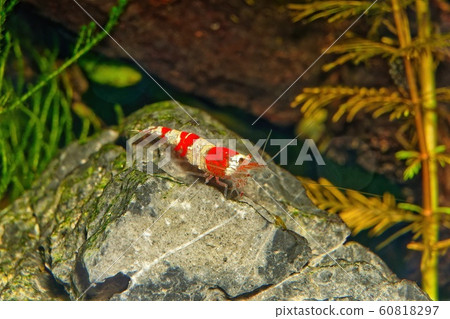 Red crystal shrimp (Caridina cantonensis) in Red crystal shrimp (Caridina cantonensis) in 60818297