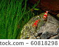 Red crystal shrimp (Caridina cantonensis) in 60818298