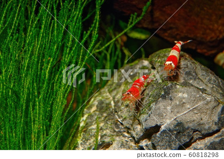 Red crystal shrimp (Caridina cantonensis) in 60818298