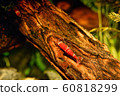 Red crystal shrimp (Caridina cantonensis) in 60818299