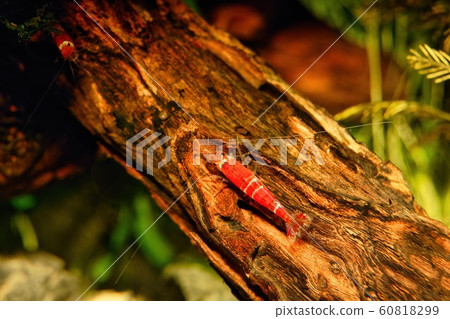 Red crystal shrimp (Caridina cantonensis) in 60818299