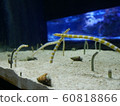 Garden eels and Japanese moray eels 60818866