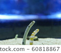 Chinese eel 60818867