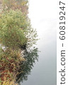 tree 60819247