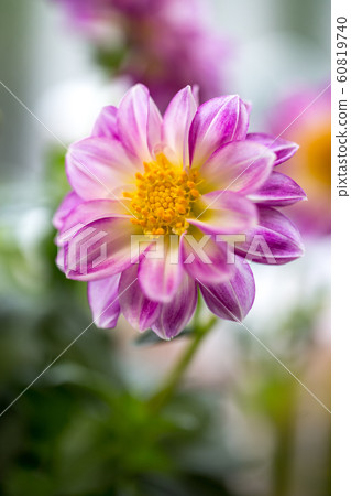 大麗花花 大麗花花 60819740